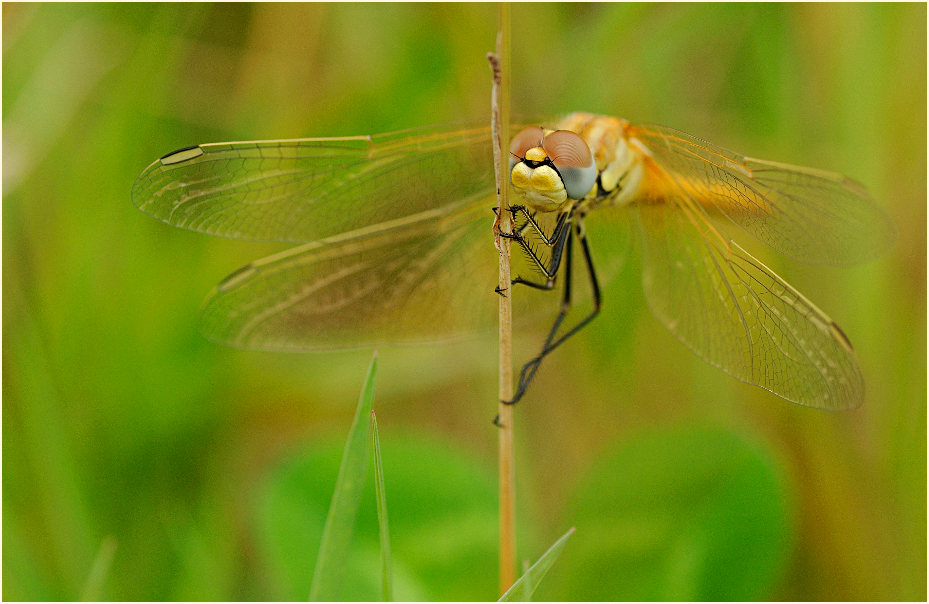 Libellen, Fr&uuml;he Heidelibelle (Sympetrum fonscolombii) 