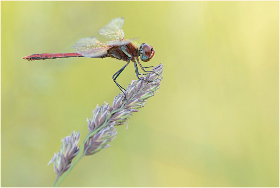 Libellen, Fr&uuml;he Heidelibelle (Sympetrum fonscolombii) 