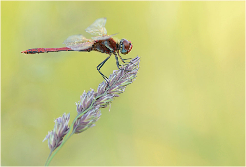 Libellen, Fr&uuml;he Heidelibelle (Sympetrum fonscolombii) 
