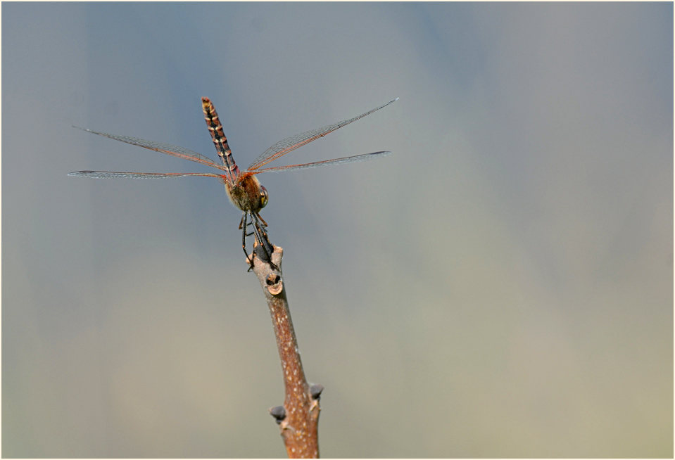 Libellen, Fr&uuml;he Heidelibelle (Sympetrum fonscolombii) 