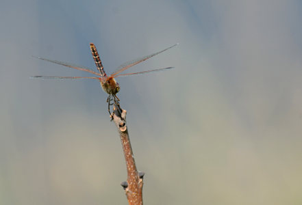 vergr&ouml;&szlig;ern