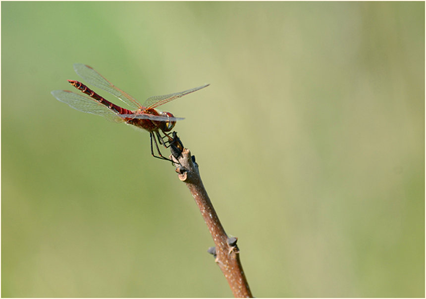 Libellen, Fr&uuml;he Heidelibelle (Sympetrum fonscolombii) 