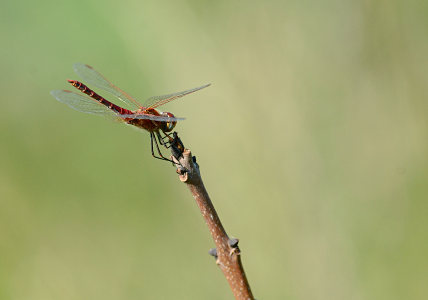 vergr&ouml;&szlig;ern