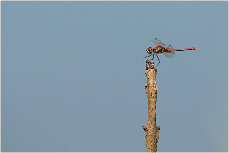 Libellen, Fr&uuml;he Heidelibelle (Sympetrum fonscolombii) 