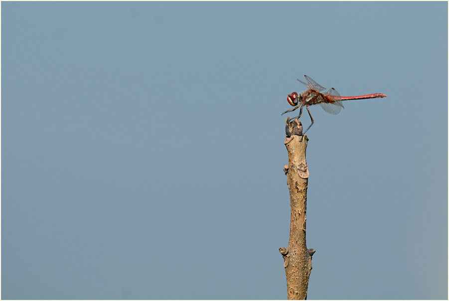 Libellen, Frühe Heidelibelle (Sympetrum fonscolombii) 