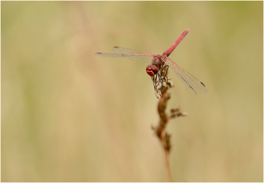 Libellen, Fr&uuml;he Heidelibelle (Sympetrum fonscolombii) 