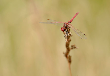 vergr&ouml;&szlig;ern