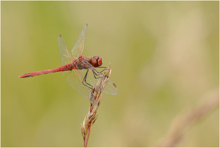 Libellen, Fr&uuml;he Heidelibelle (Sympetrum fonscolombii) 