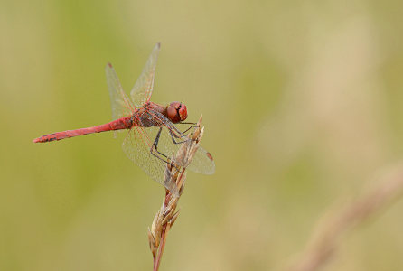 vergr&ouml;&szlig;ern