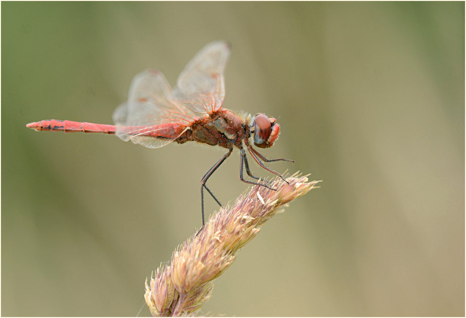 Libellen, Fr&uuml;he Heidelibelle (Sympetrum fonscolombii) 
