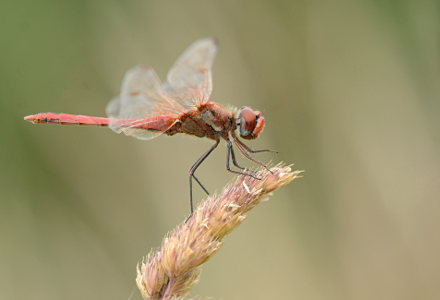 vergr&ouml;&szlig;ern