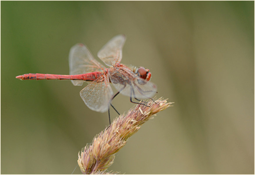 Libellen, Fr&uuml;he Heidelibelle (Sympetrum fonscolombii) 