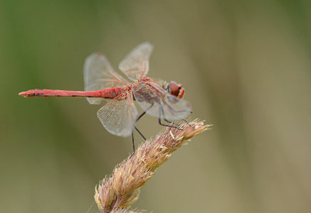 vergr&ouml;&szlig;ern
