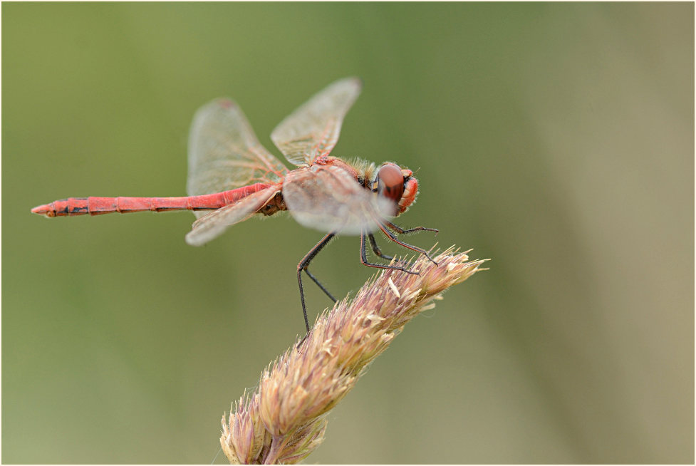 Libellen, Fr&uuml;he Heidelibelle (Sympetrum fonscolombii) 
