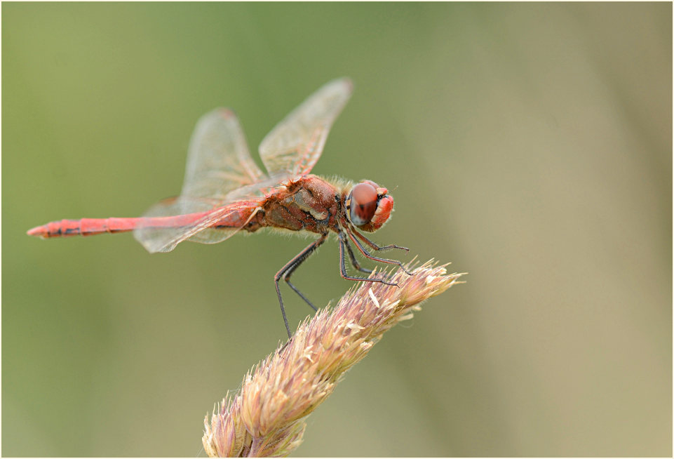 Libellen, Fr&uuml;he Heidelibelle (Sympetrum fonscolombii) 