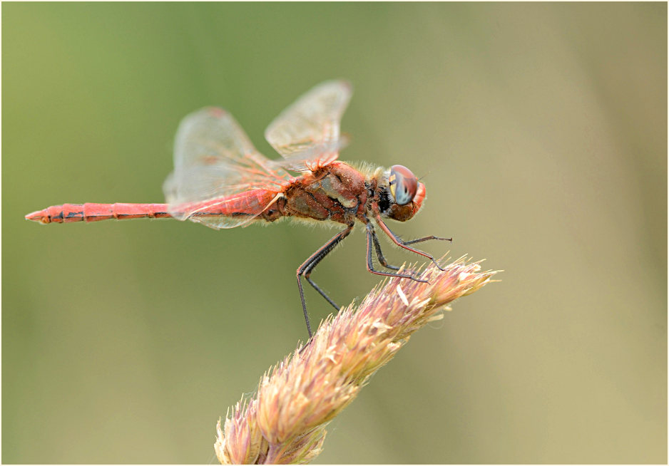 Libellen, Fr&uuml;he Heidelibelle (Sympetrum fonscolombii) 