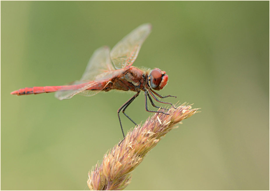 Libellen, Fr&uuml;he Heidelibelle (Sympetrum fonscolombii) 