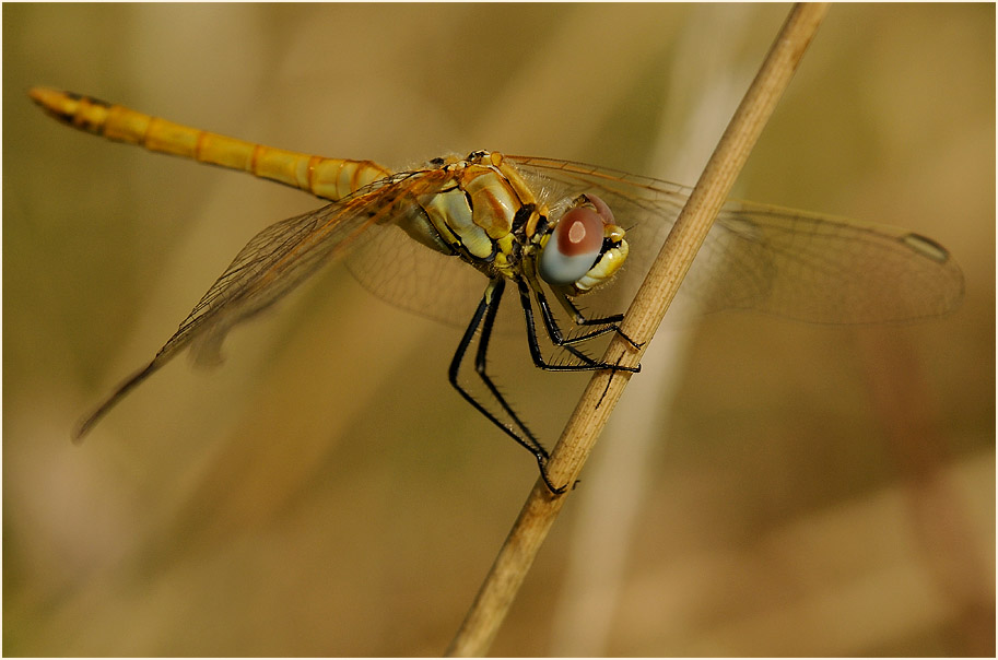 Libellen, Fr&uuml;he Heidelibelle (Sympetrum fonscolombii) 