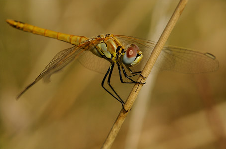 vergr&ouml;&szlig;ern