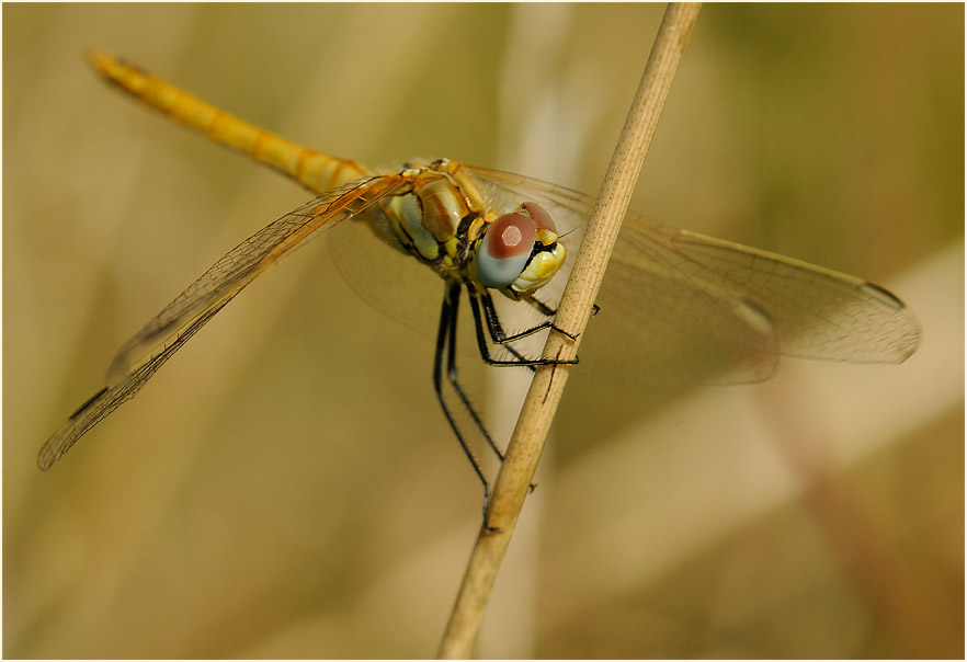 Libellen, Fr&uuml;he Heidelibelle (Sympetrum fonscolombii) 