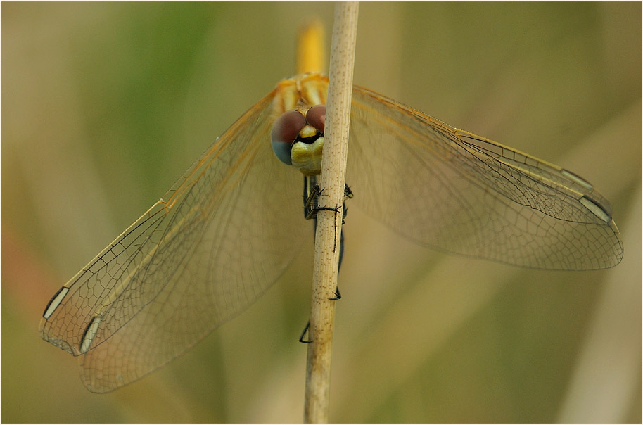Libellen, Fr&uuml;he Heidelibelle (Sympetrum fonscolombii) 