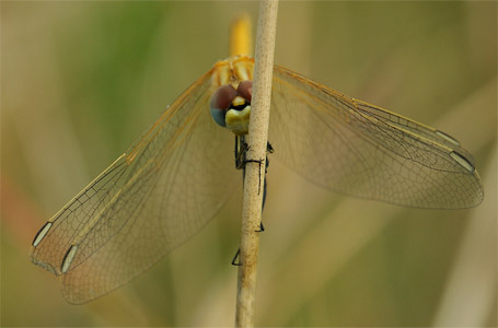 vergr&ouml;&szlig;ern