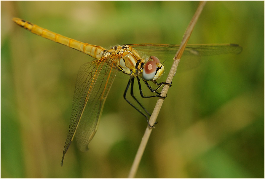 Libellen, Fr&uuml;he Heidelibelle (Sympetrum fonscolombii) 