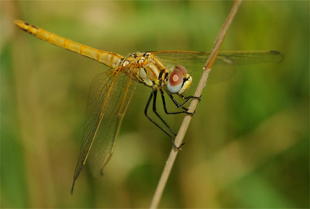 vergr&ouml;&szlig;ern