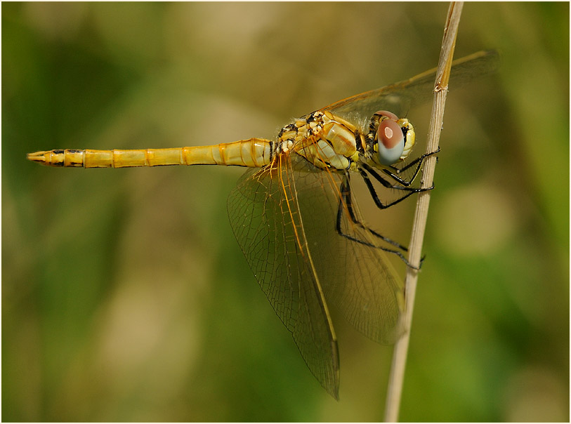 Libellen, Fr&uuml;he Heidelibelle (Sympetrum fonscolombii) 