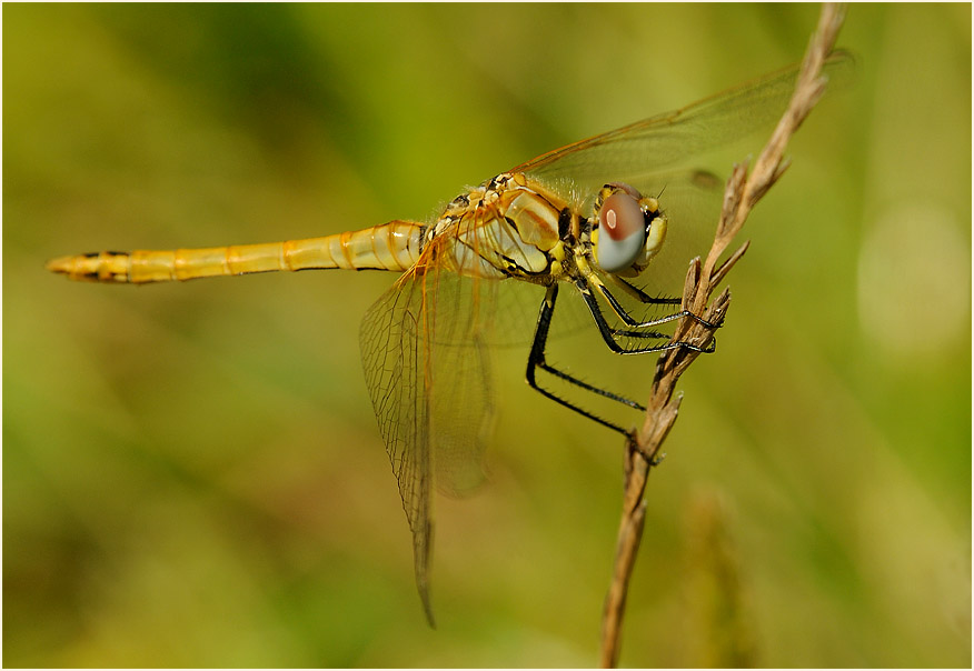 Libellen, Fr&uuml;he Heidelibelle (Sympetrum fonscolombii) 