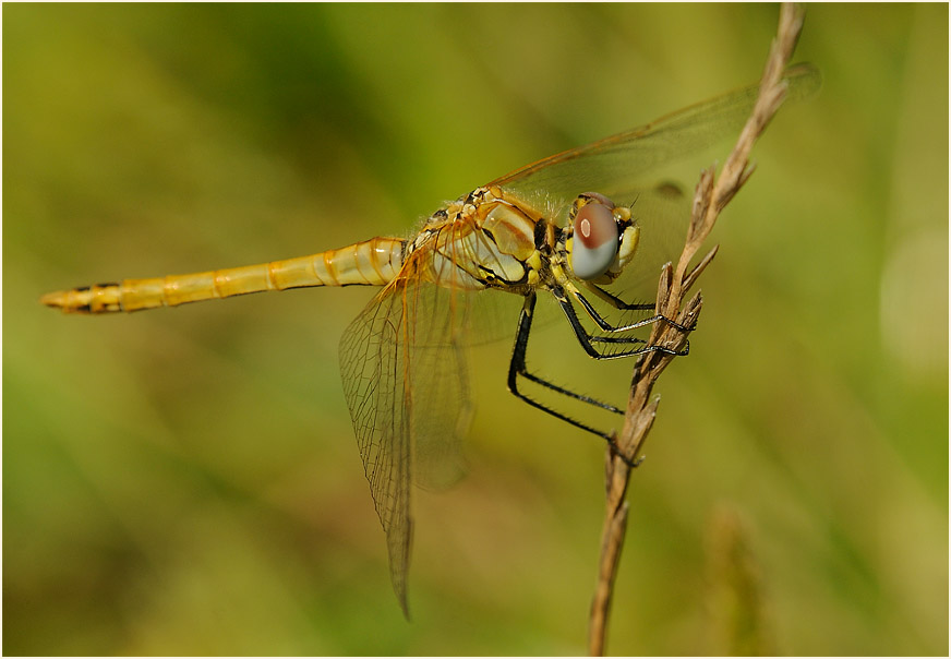 Libellen, Fr&uuml;he Heidelibelle (Sympetrum fonscolombii) 