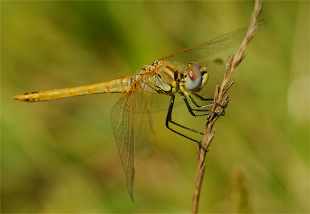 vergr&ouml;&szlig;ern