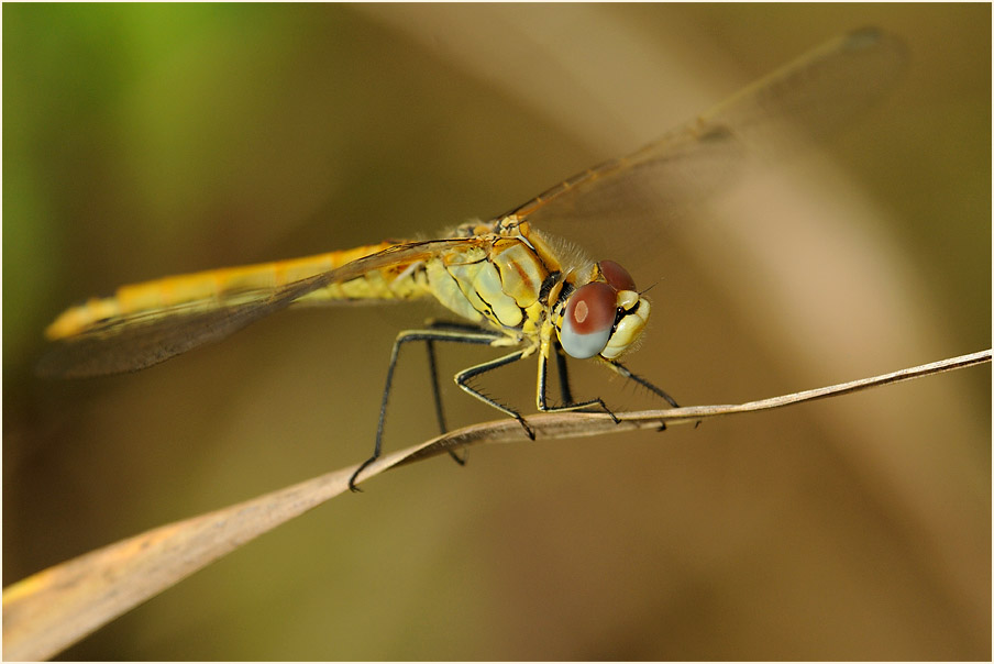 Libellen, Fr&uuml;he Heidelibelle (Sympetrum fonscolombii) 