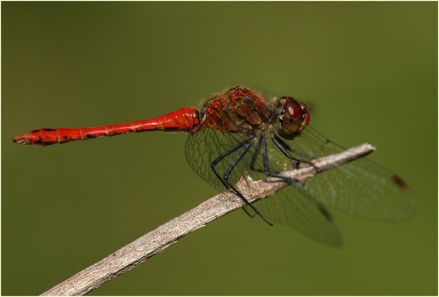 Libellen, Blutrote Heidelibelle