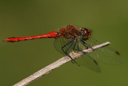 vergr&ouml;&szlig;ern