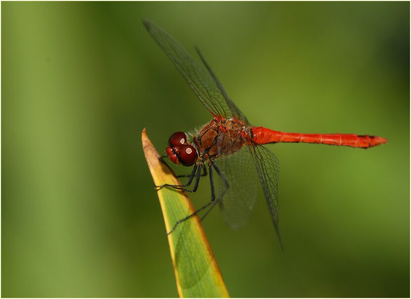 Libellen, Blutrote Heidelibelle