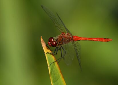 vergr&ouml;&szlig;ern