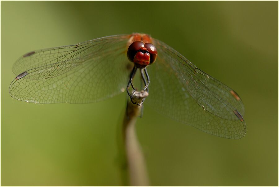 Libellen, Blutrote Heidelibelle
