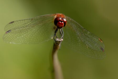 vergr&ouml;&szlig;ern