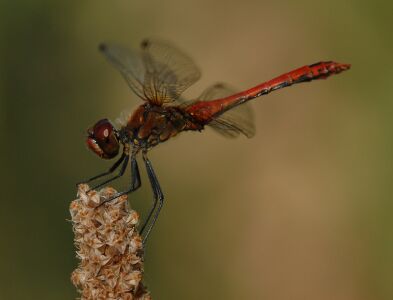 vergr&ouml;&szlig;ern