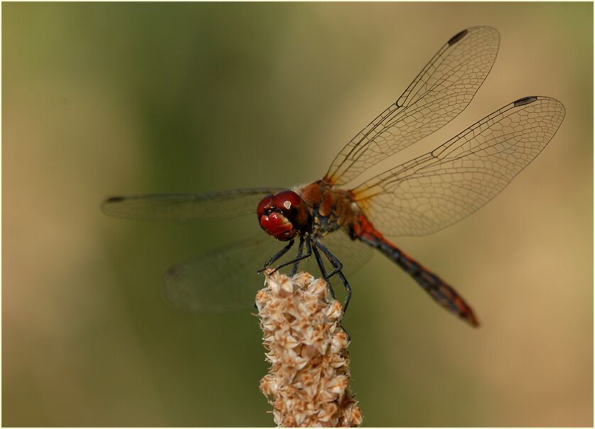 Libellen, Blutrote Heidelibelle