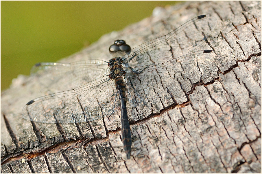 Libellen, Schwarze Heidelibelle