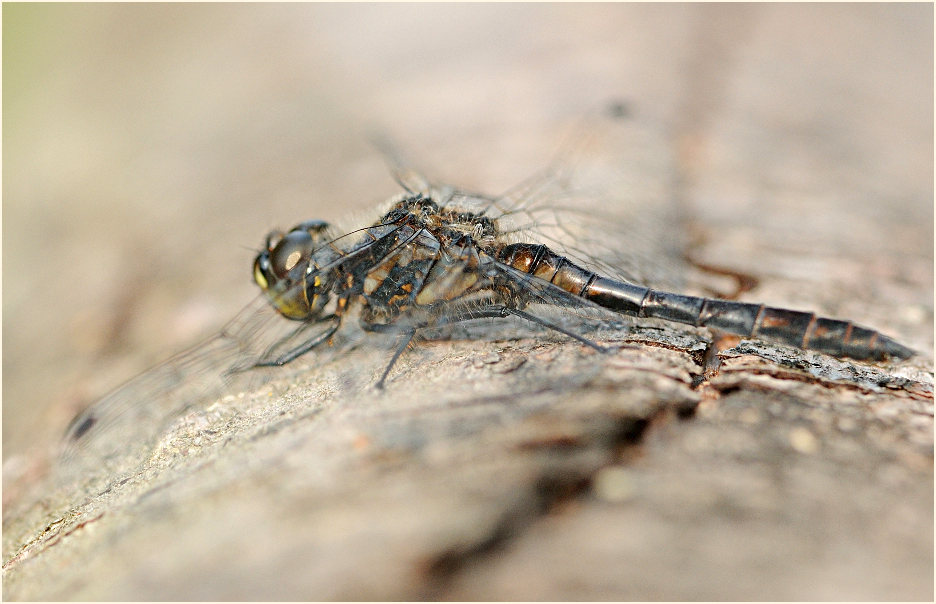 Libellen, Schwarze Heidelibelle