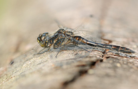 vergr&ouml;&szlig;ern