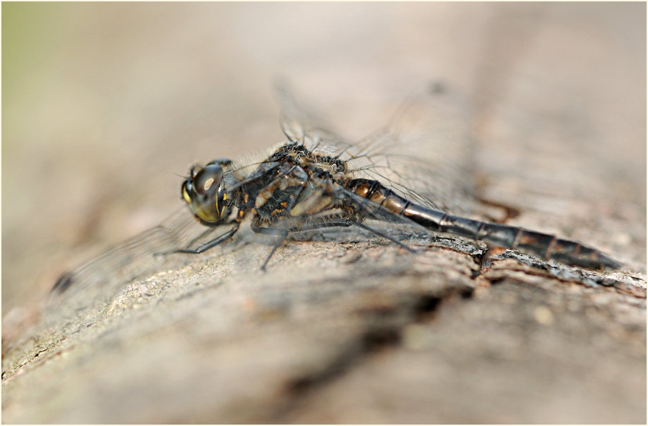 Libellen, Schwarze Heidelibelle