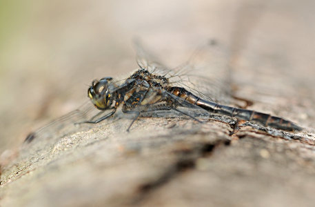 vergr&ouml;&szlig;ern