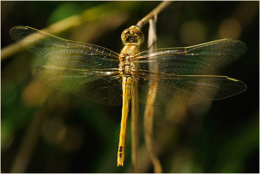 Libellen, Fr&uuml;he Heidelibelle (Sympetrum fonscolombii) 
