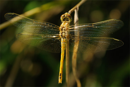 vergr&ouml;&szlig;ern