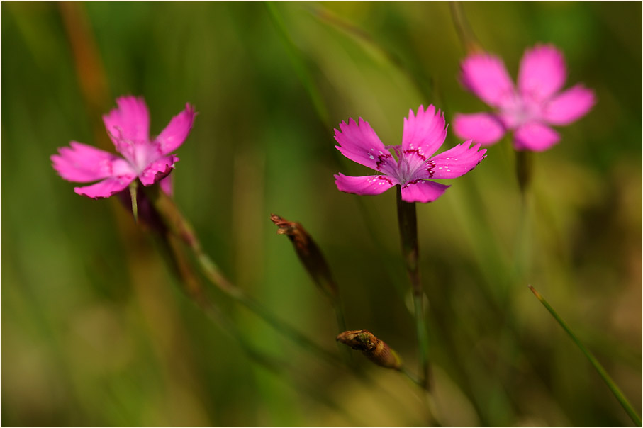 Heide-Nelke (Dianthus deltoides)