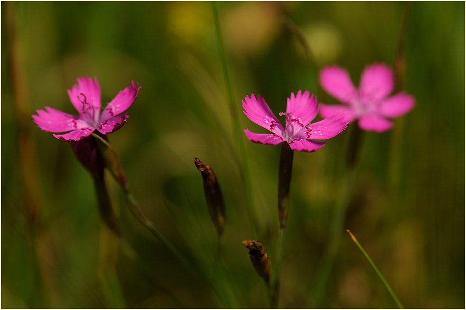 Heide-Nelke (Dianthus deltoides)